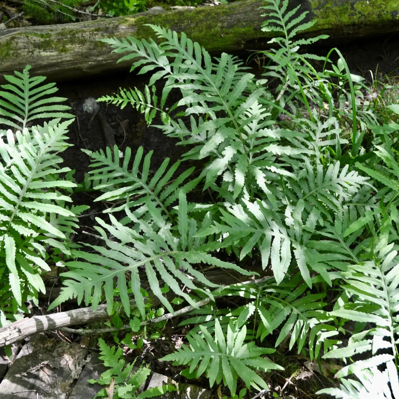 Sensitive Fern lush green fronds with serrated edges and woodland texture