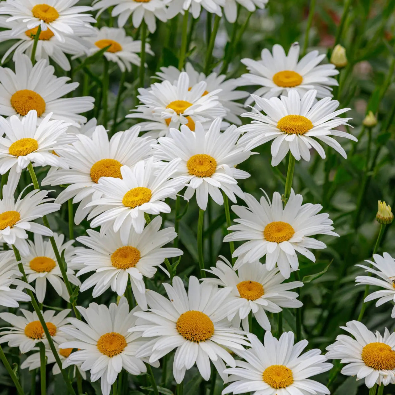 Shasta daisy plant with vibrant white petals and yellow centers