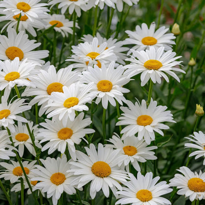 Shasta daisy plant with vibrant white petals and yellow centers