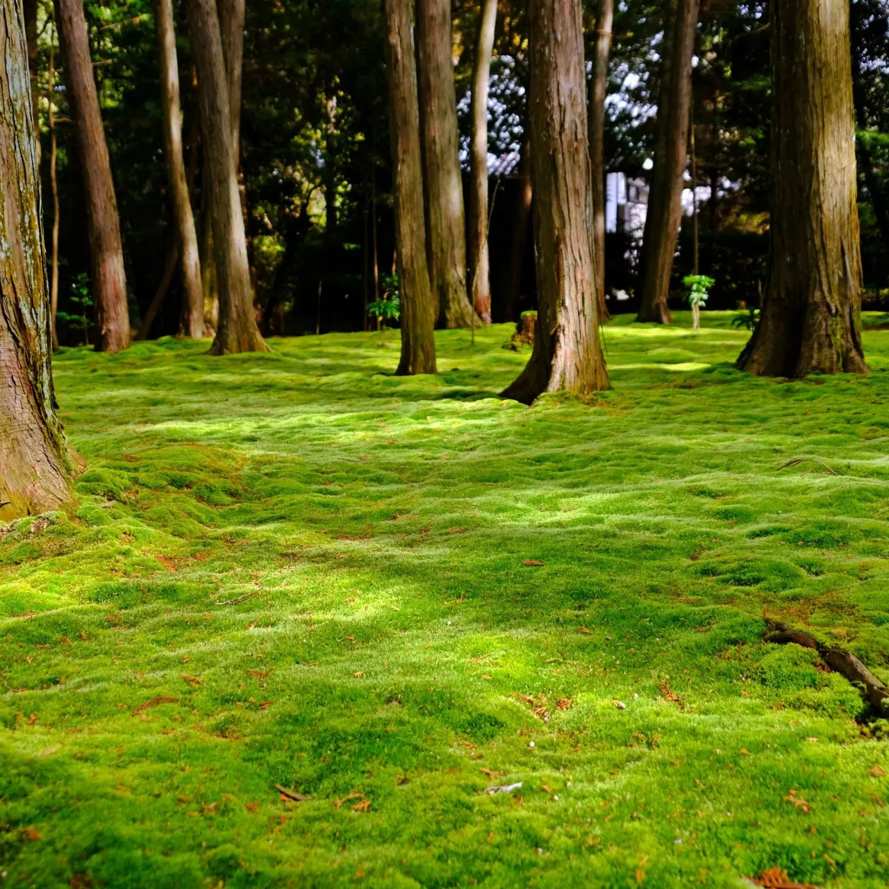 Lush emerald-green sheet moss carpeting forest floor under towering trees