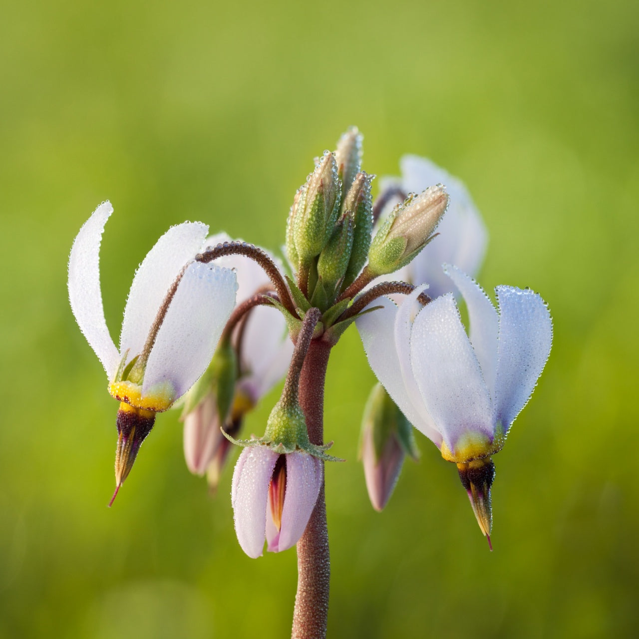 Shooting Star Plant