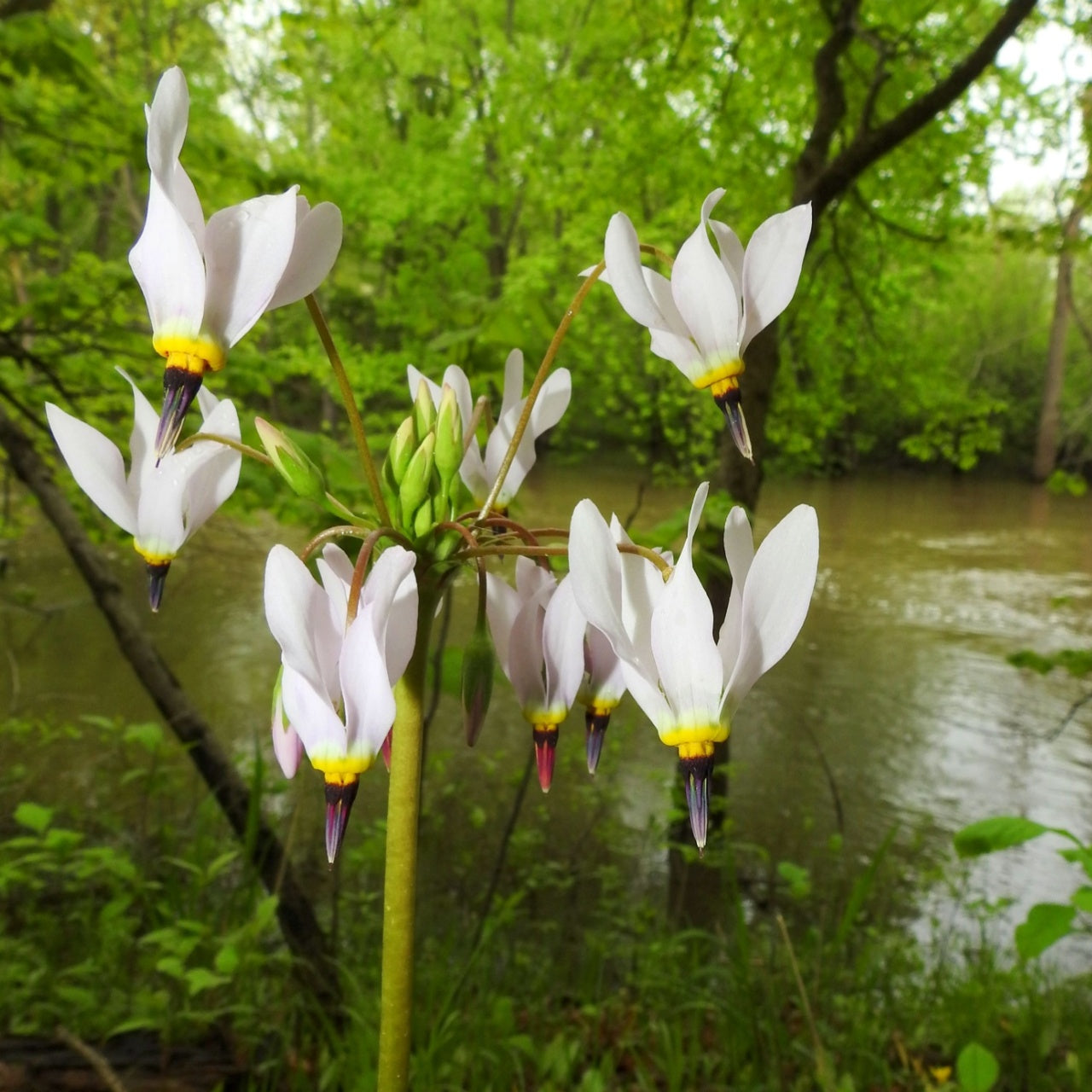 Shooting Star Plants