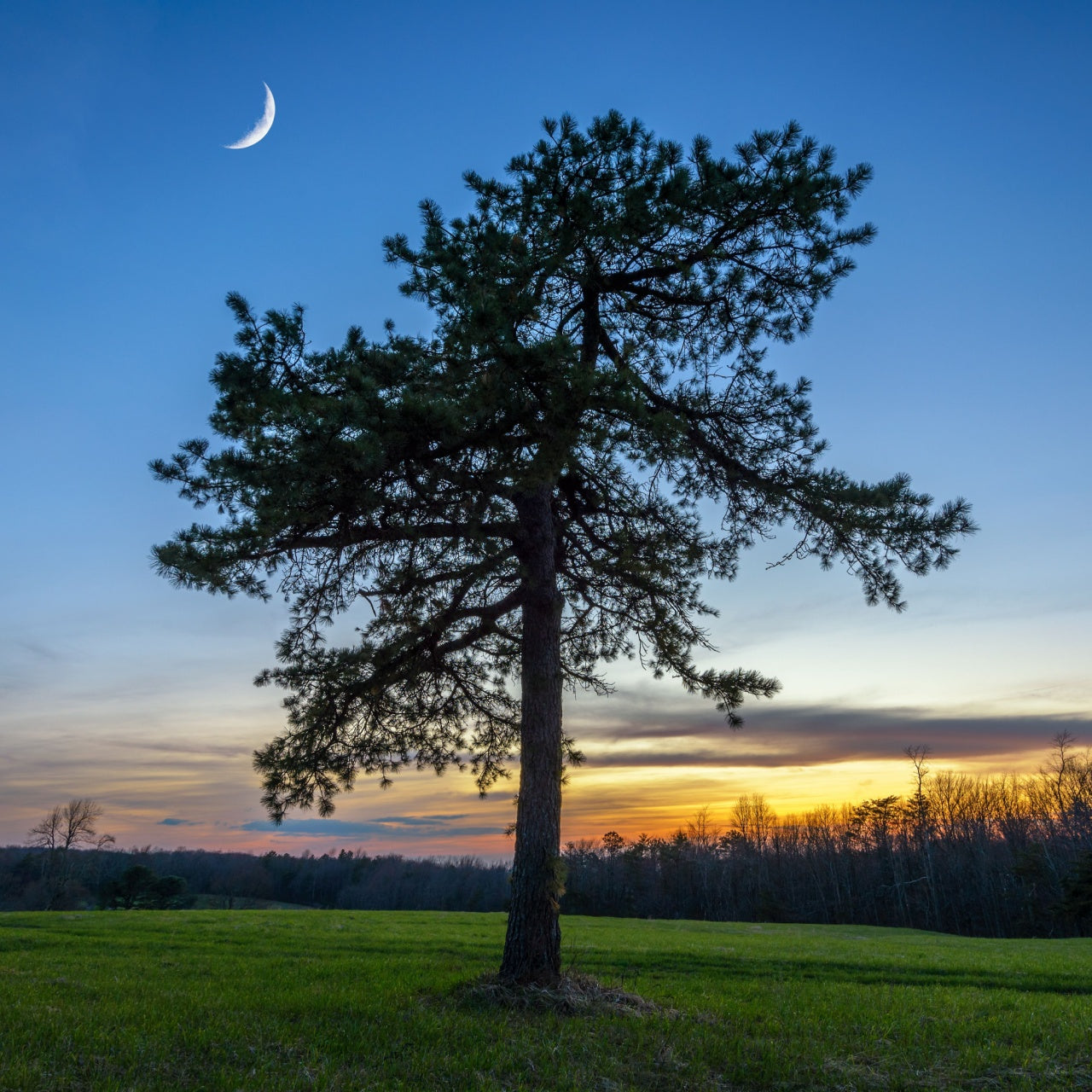 Shortleaf Pine Tree