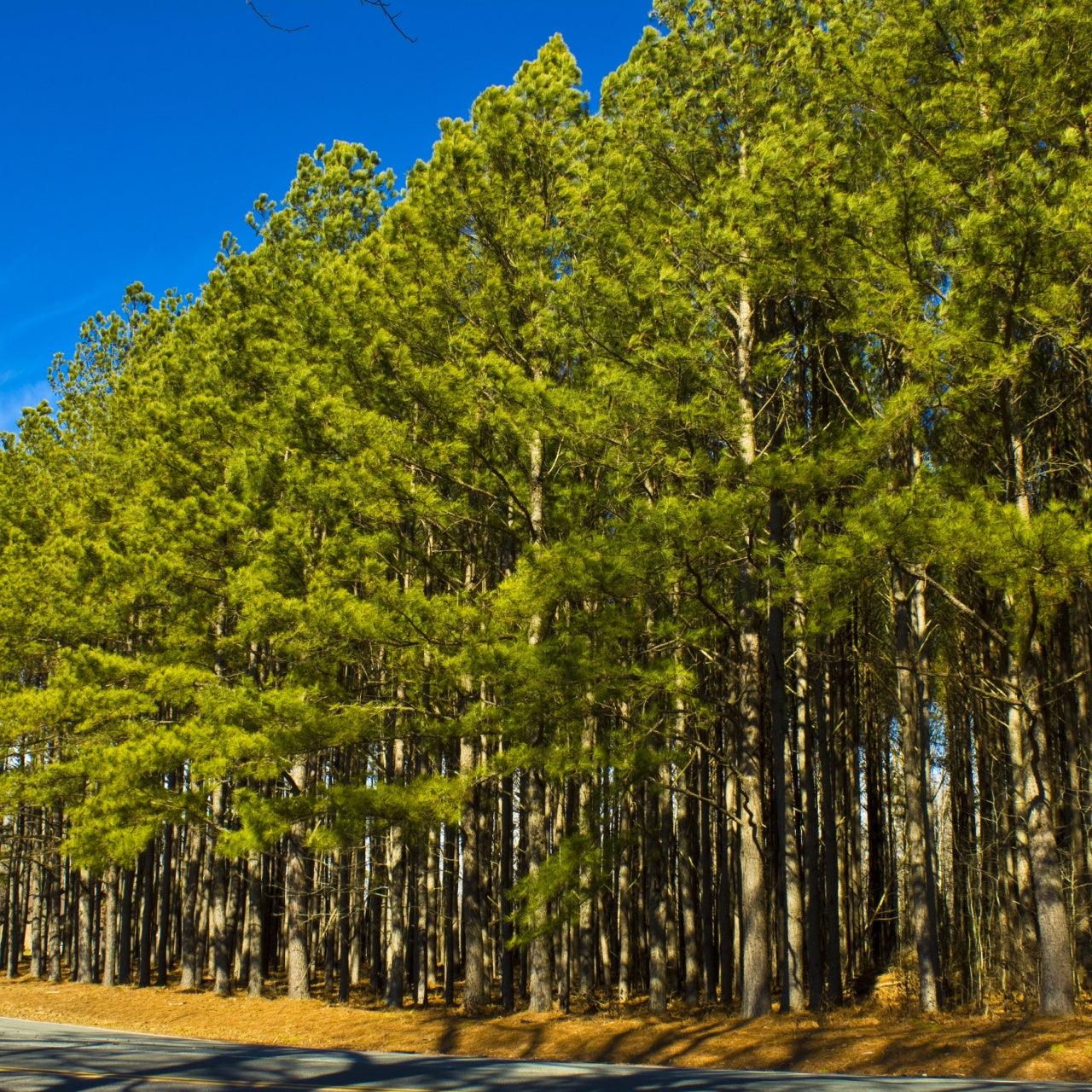 Shortleaf Pine Trees