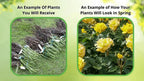 Bundles of bare-root yellow rose plants for Carolina Allspice Shrub