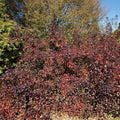 Shrub with red and green leaves in a natural setting