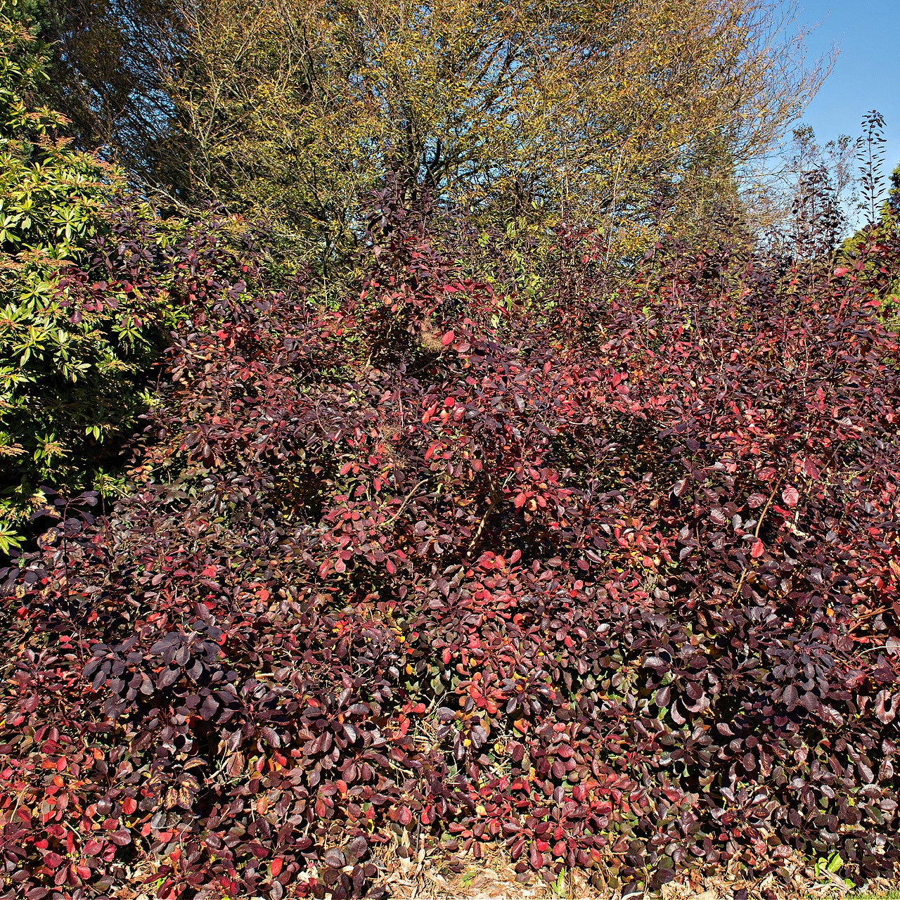 Shrub with red and green leaves in a natural setting