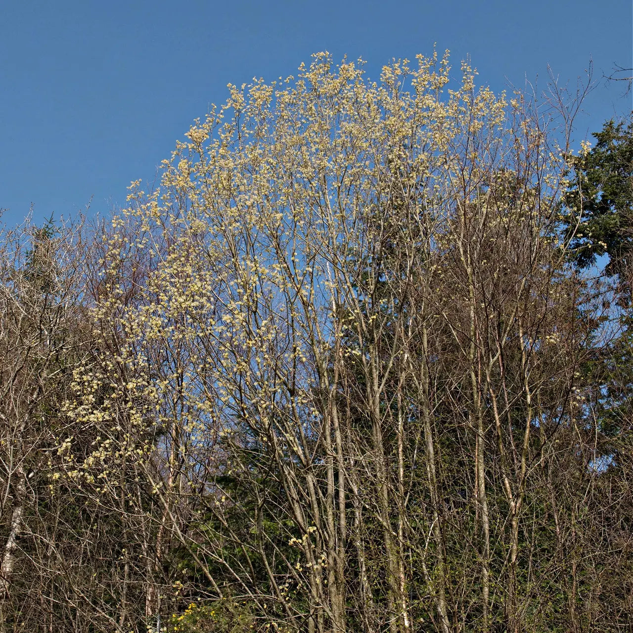 Pussy willow live stakes tree with pale yellow blossoms on bare branches against blue sky