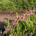 Pussy Willow Live Stakes: fuzzy deep pink catkins on green stem