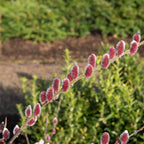 Pussy Willow Live Stakes: fuzzy deep pink catkins on green stem