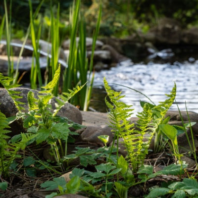 Streambank Stabilization