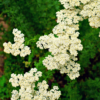 Yarrow Plants