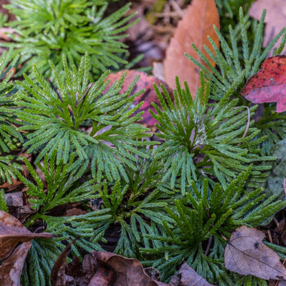 Fan Clubmoss Plants