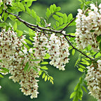 Black Locust