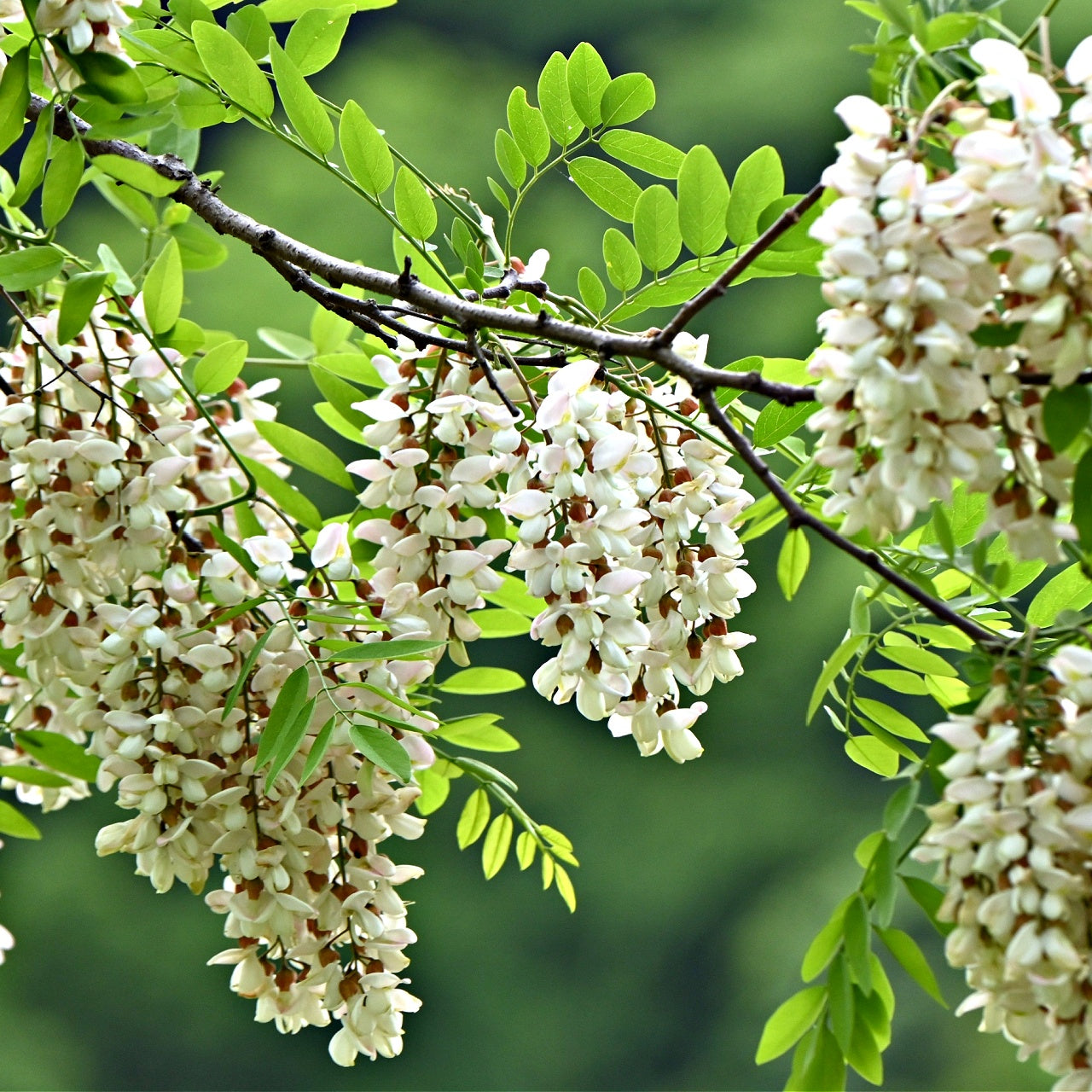 Black Locust