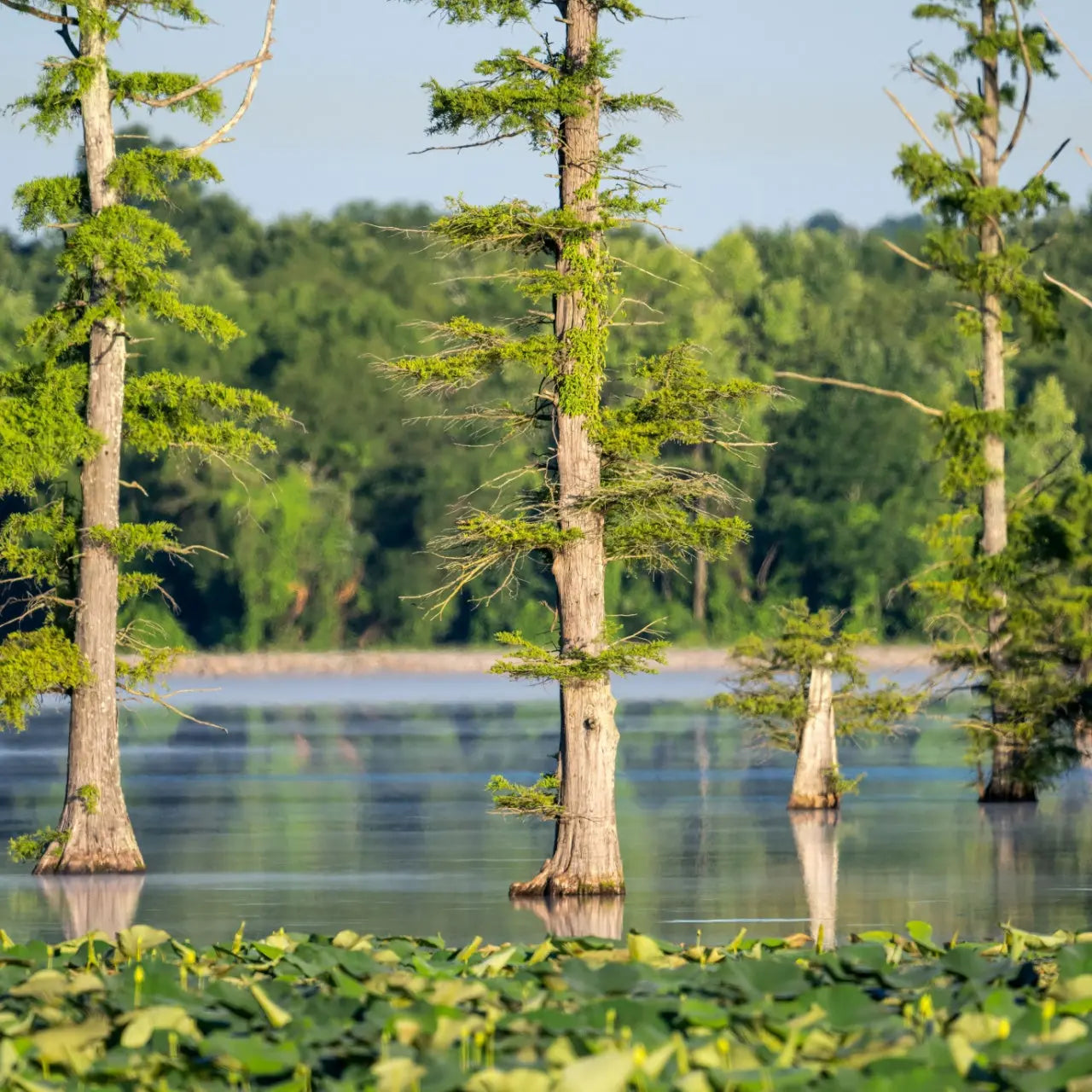 Tall slender bald cypress seedlings in calm water with textured bark