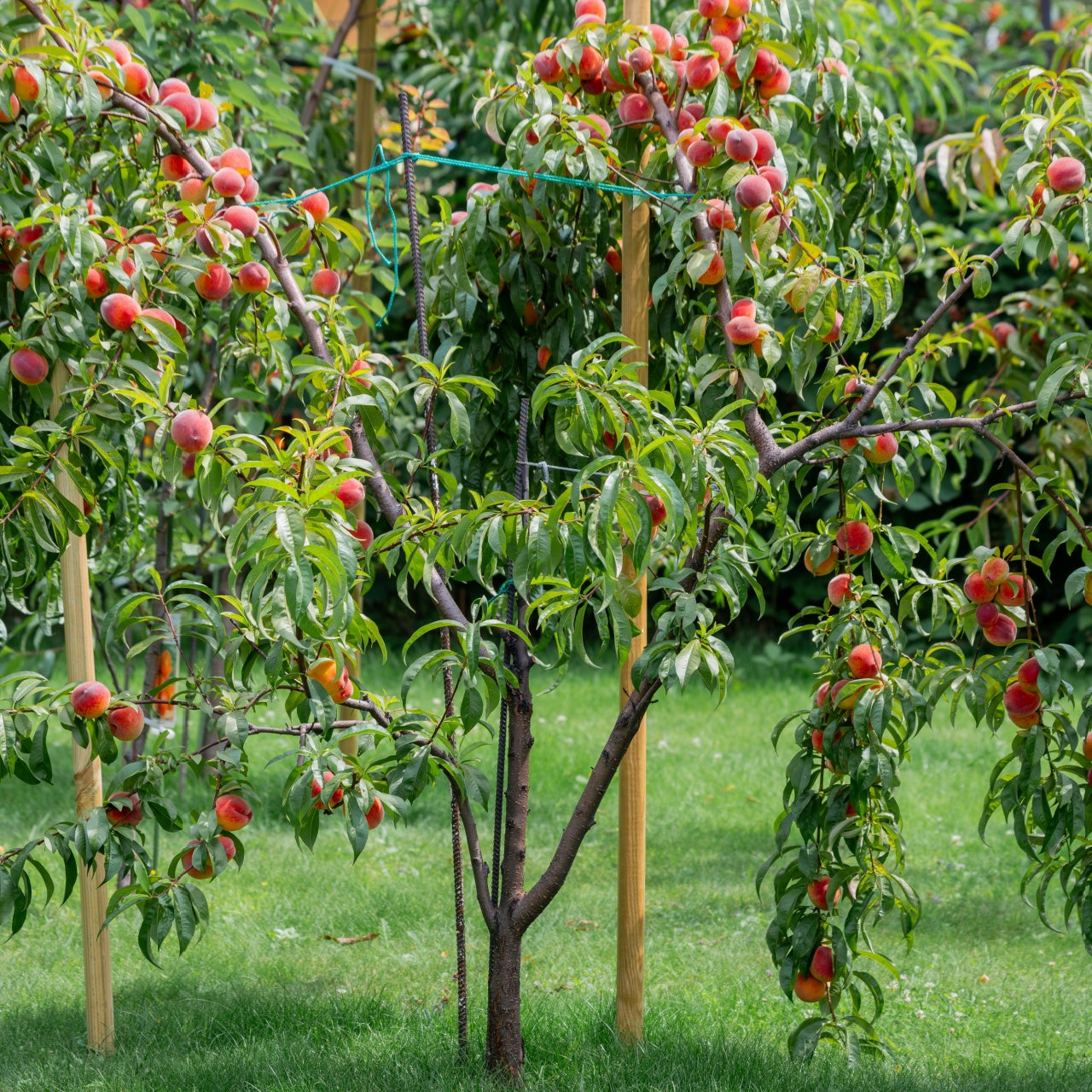 Peach Trees (Wholesale)