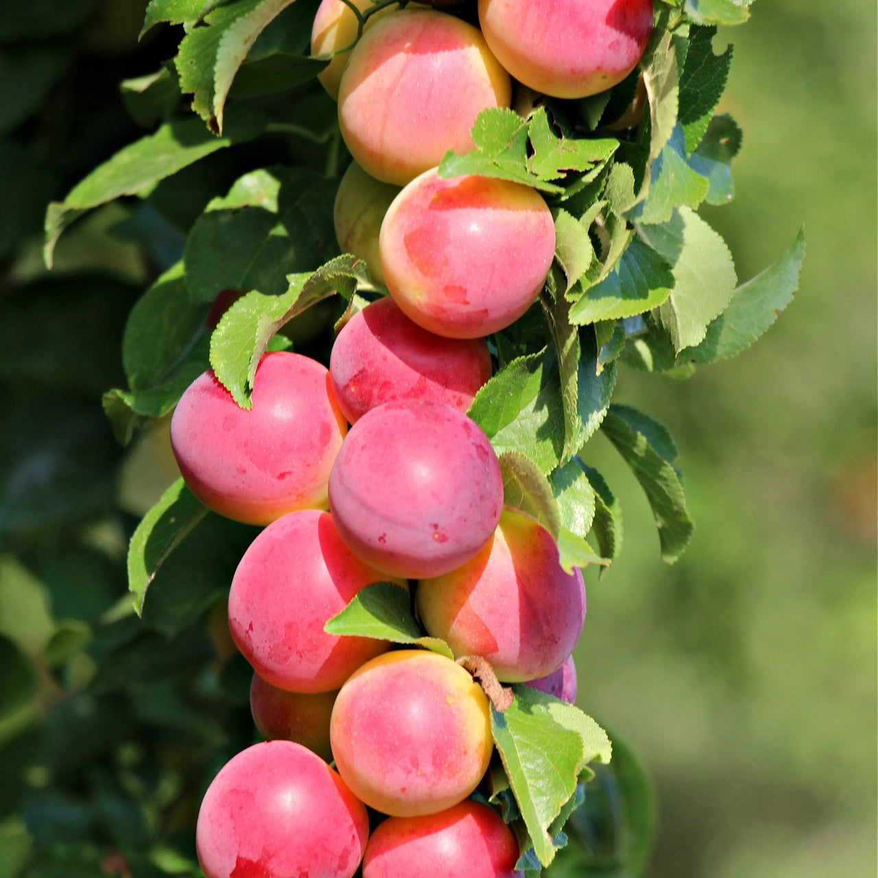 Chickasaw Plum Seedlings