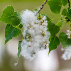 Cottonwood Trees