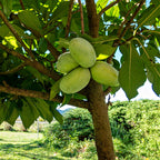 A cluster of green oval-shaped persimmons hanging from a tree branch in pawpaw seedlings product image