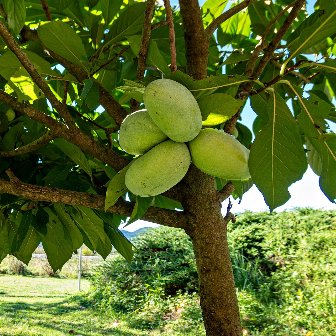 A cluster of green oval-shaped persimmons hanging from a tree branch in pawpaw seedlings product image