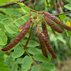 Honey Locust Tree