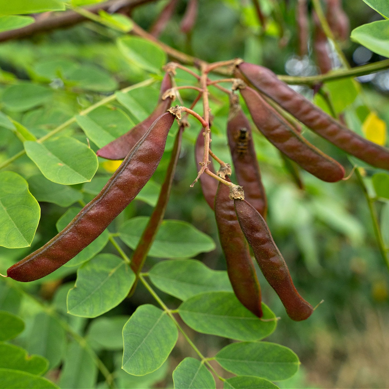 Honey Locust Tree