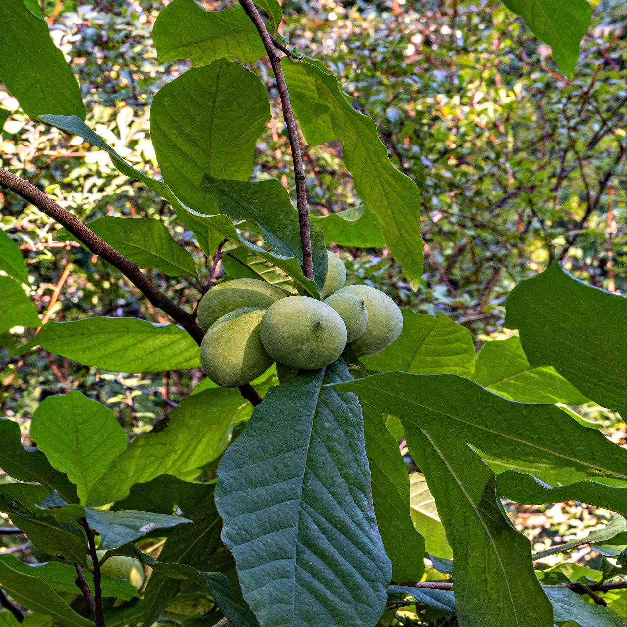 Cluster of green round pawpaw fruits hanging from a tree branch among broad leaves on pawpaw seedlings plant
