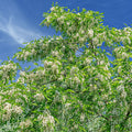 Tree with white flowers against a blue sky