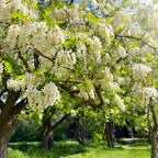 Black Locust