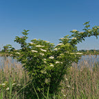 Elderberry Seedlings