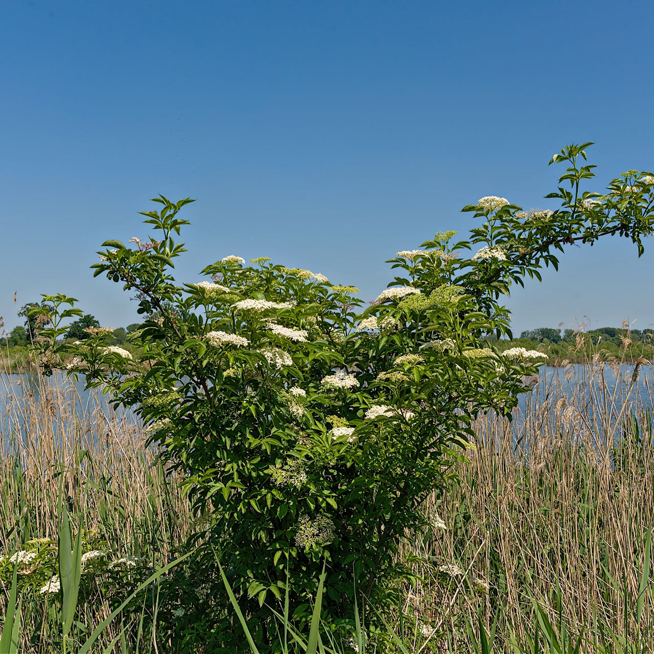 Elderberry Seedlings