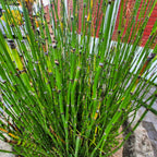 Equisetum Hyemale Grass