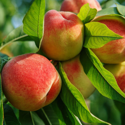 Peach Trees (Wholesale)