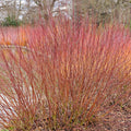 Silky dogwood live stakes: dense cluster of slender reddish-brown stems with green bases