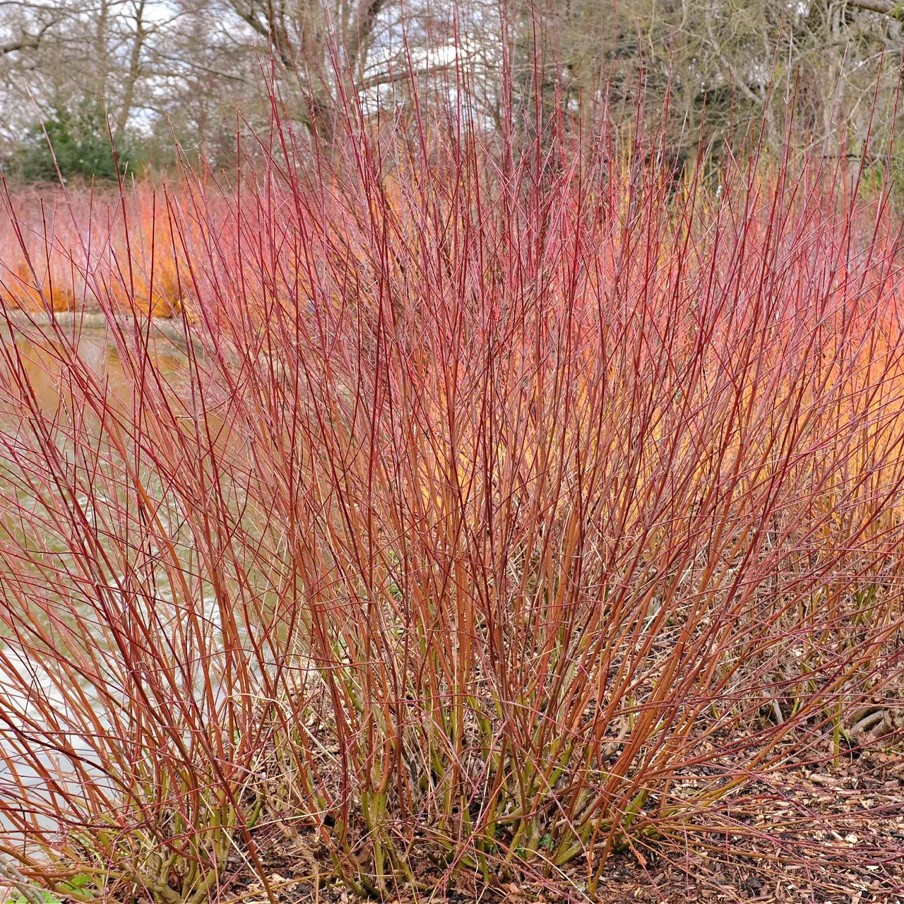 Silky dogwood live stakes: dense cluster of slender reddish-brown stems with green bases