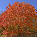 Sugar Maple Seedlings