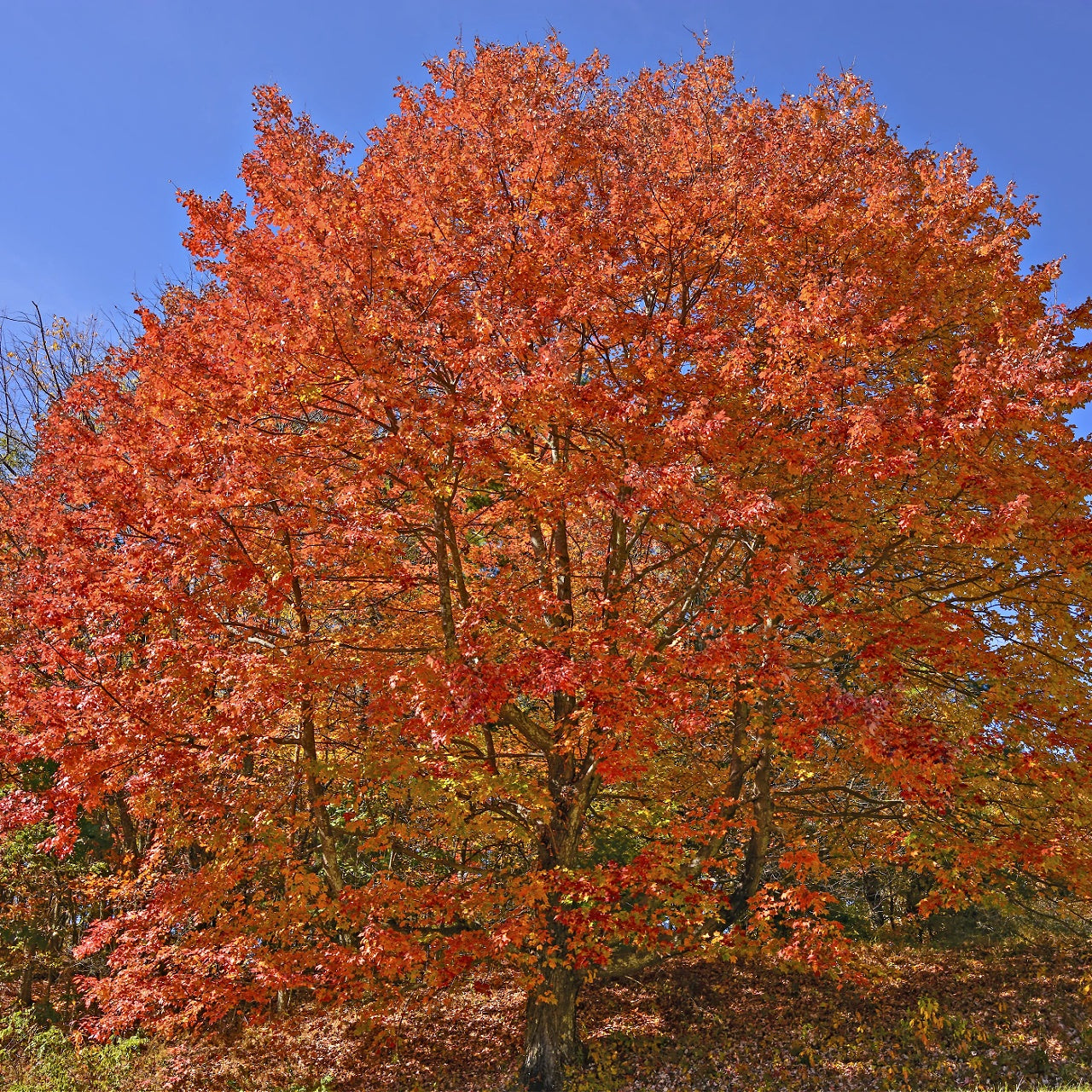 Sugar Maple Seedlings