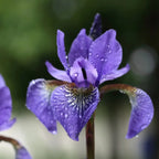 Vibrant Siberian iris flower with dew drops and yellow-striped center