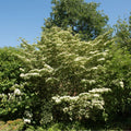 Silky Dogwood tree with lush white blossoms and dark green foliage
