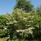 Silky Dogwood tree with lush white blossoms and dark green foliage