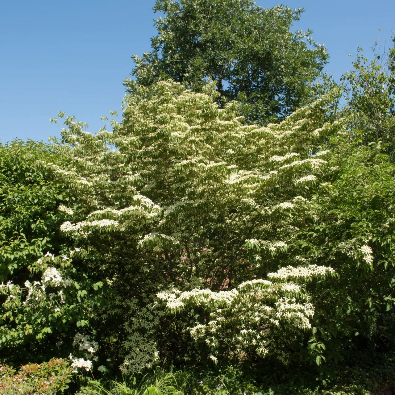 Silky Dogwood tree with lush white blossoms and dark green foliage