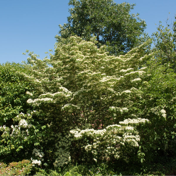 Silky Dogwood Shrubs