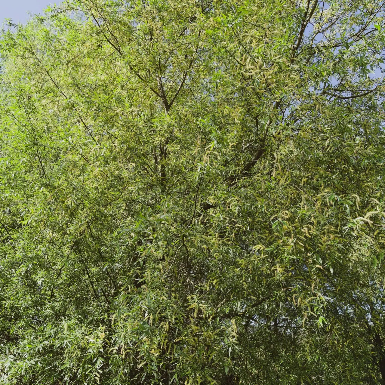 Lush Silky Willow Live Stakes with swaying green branches