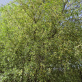 Lush Silky Willow Shrub with slender branches and vibrant green leaves swaying