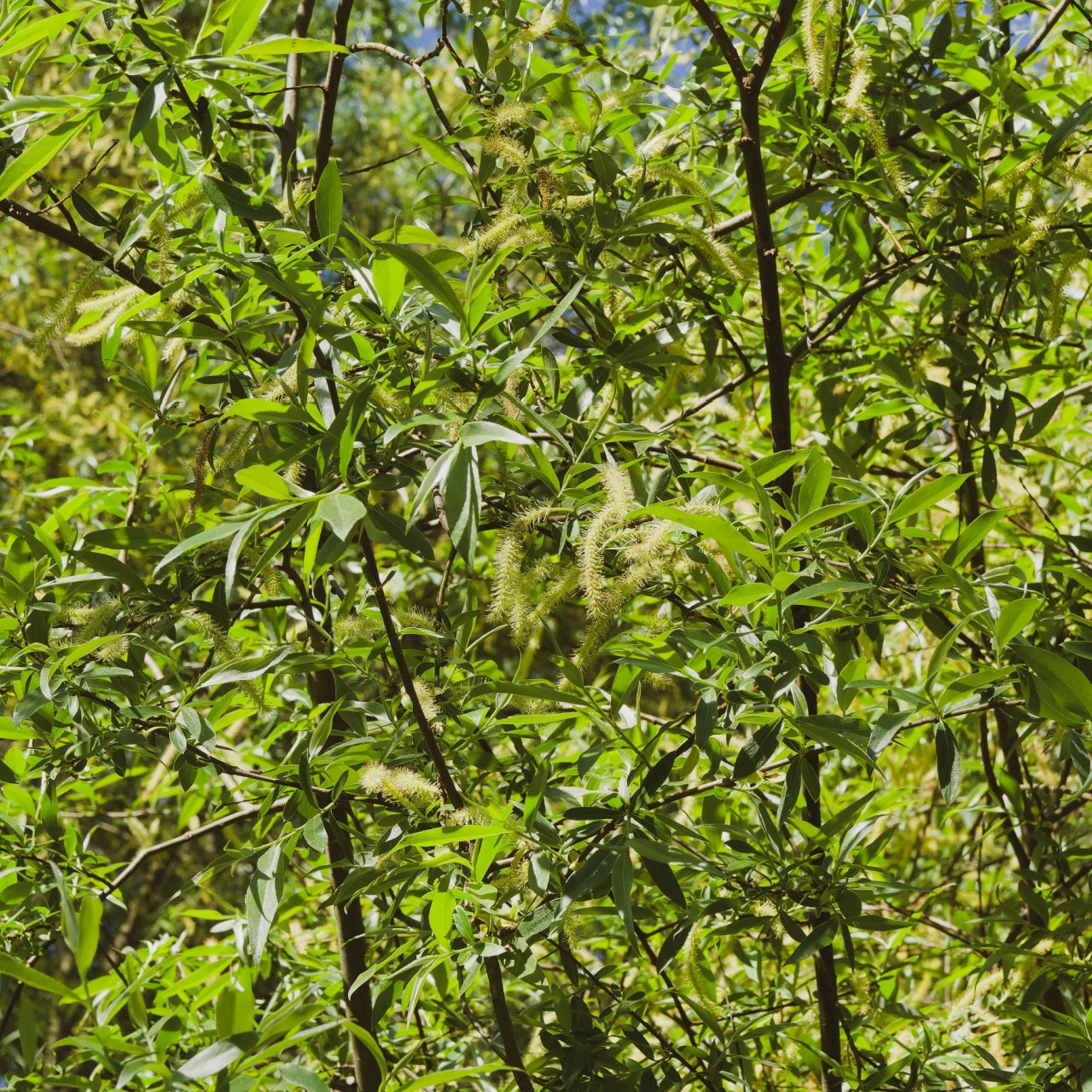 Silky Willow Shrubs