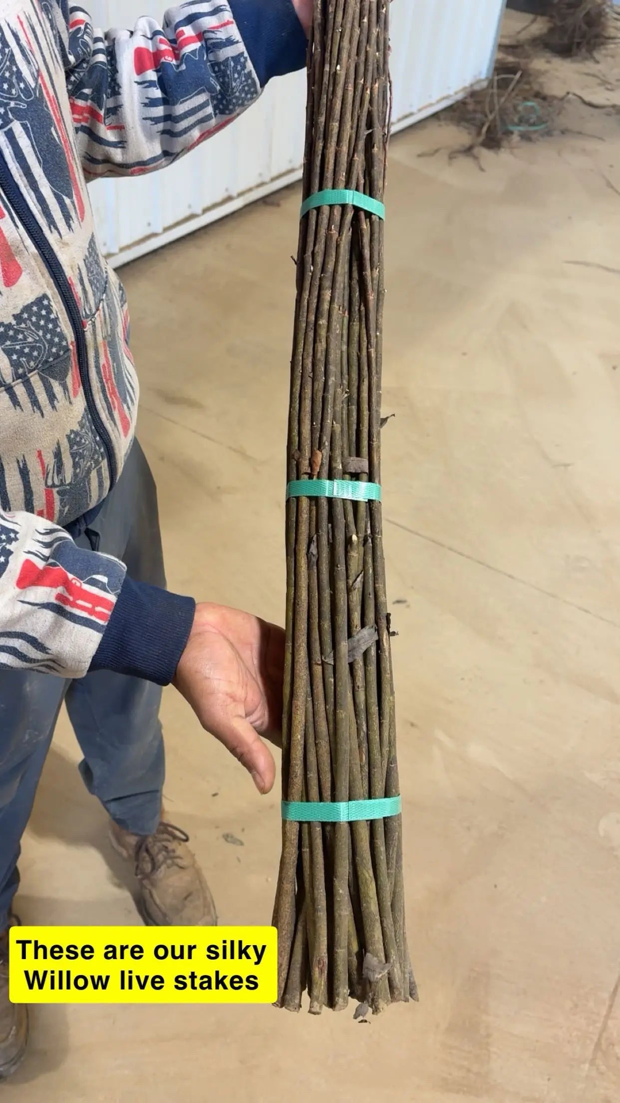 Silky Willow Live Stakes: bundle of slender brown willow tied with green bands