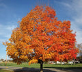 Vibrant Silver Maple live stakes with fiery orange red autumn leaves and blue sky