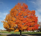 Vibrant Silver Maple live stakes with fiery orange red autumn leaves and blue sky