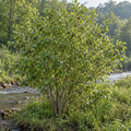 Hazel Alder For Sale Wholesale